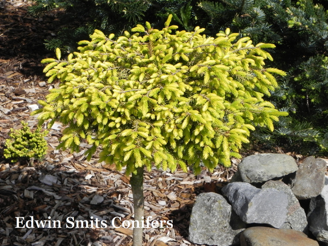 Picea orientalis 'Golden Sun'